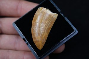Carcharodontosaurus saharicus