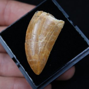 Carcharodontosaurus saharicus