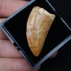 Carcharodontosaurus saharicus