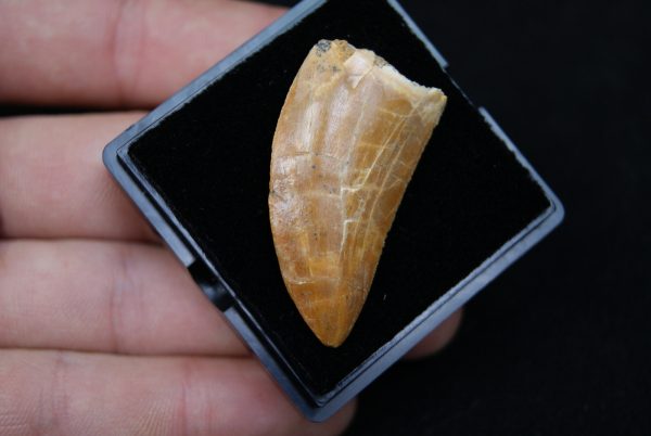 Carcharodontosaurus saharicus