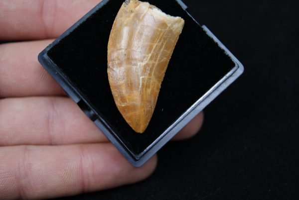 Carcharodontosaurus saharicus
