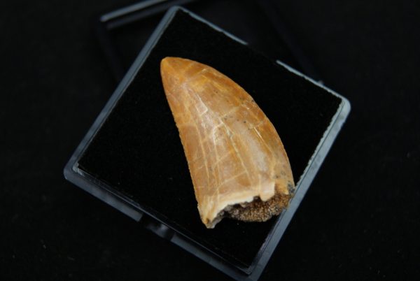 Carcharodontosaurus saharicus