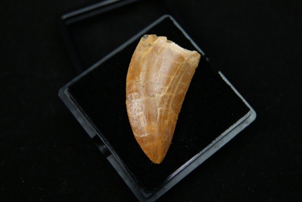 Carcharodontosaurus saharicus