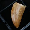 Carcharodontosaurus saharicus