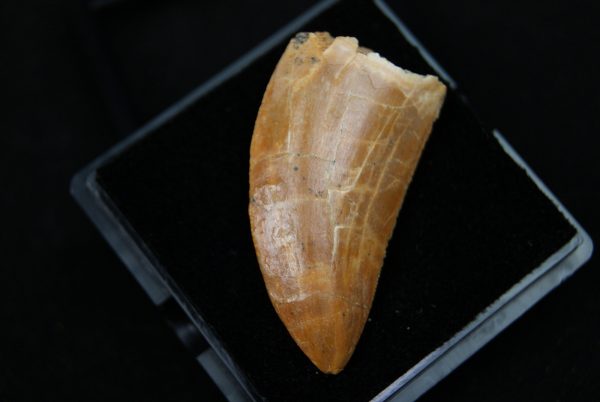Carcharodontosaurus saharicus