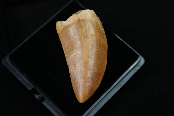 Carcharodontosaurus saharicus