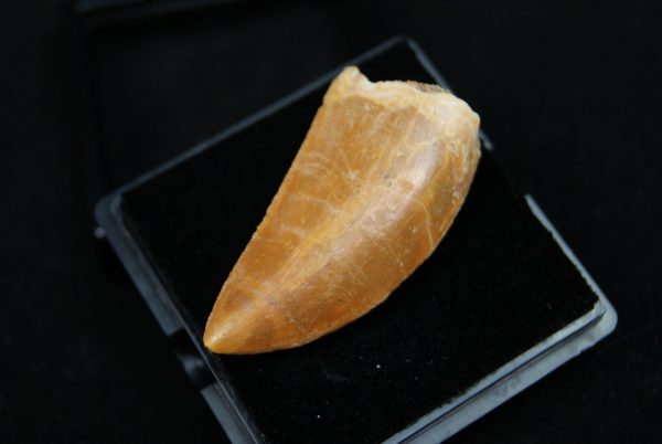 Carcharodontosaurus saharicus