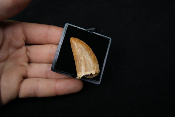 Carcharodontosaurus saharicus