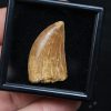 Carcharodontosaurus saharicus