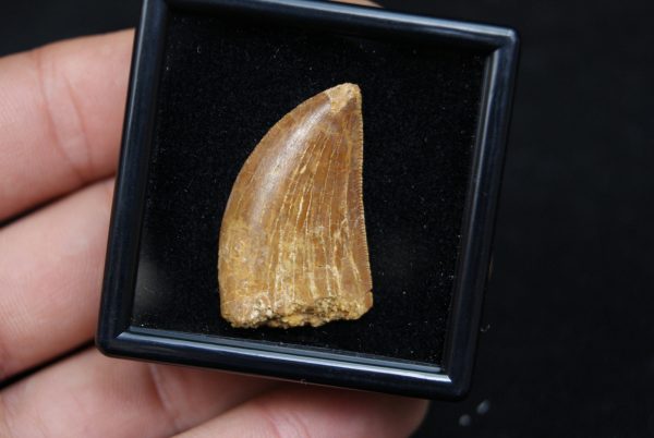 Carcharodontosaurus saharicus