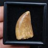 Carcharodontosaurus saharicus