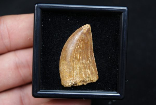 Carcharodontosaurus saharicus