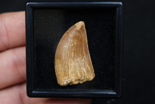 Carcharodontosaurus saharicus
