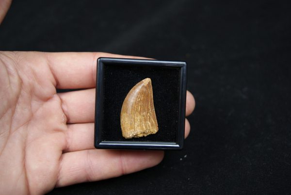 Carcharodontosaurus saharicus