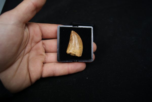 Carcharodontosaurus saharicus