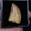 Carcharodontosaurus saharicus