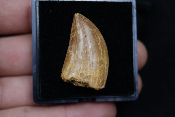 Carcharodontosaurus saharicus