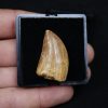 Carcharodontosaurus saharicus