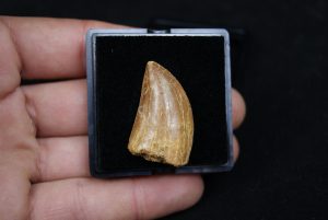 Carcharodontosaurus saharicus