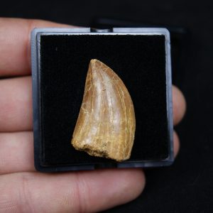Carcharodontosaurus saharicus