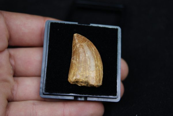 Carcharodontosaurus saharicus