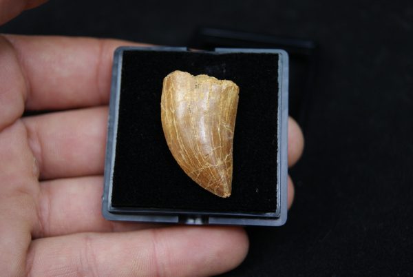 Carcharodontosaurus saharicus