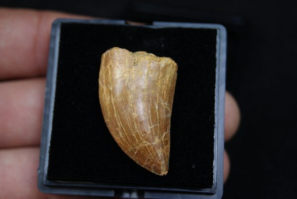 Carcharodontosaurus saharicus