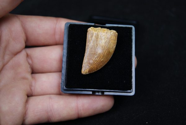 Carcharodontosaurus saharicus