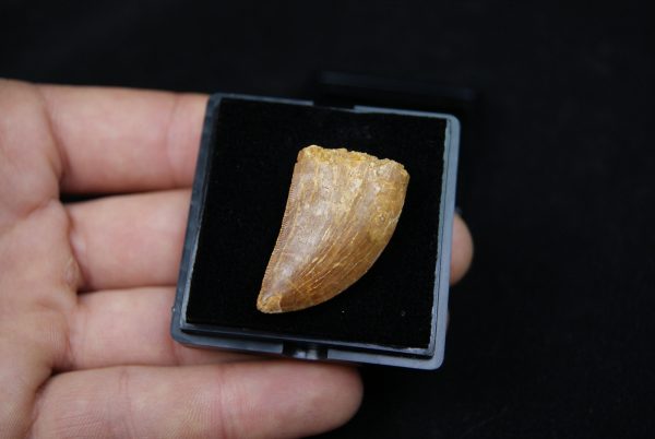 Carcharodontosaurus saharicus