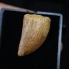 Carcharodontosaurus saharicus