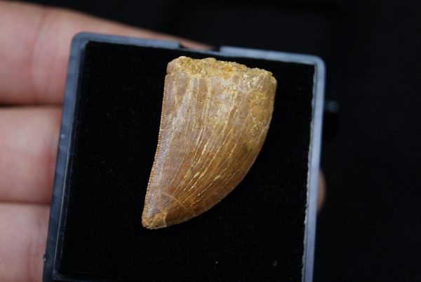 Carcharodontosaurus saharicus