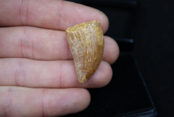Carcharodontosaurus saharicus
