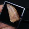 Carcharodontosaurus saharicus