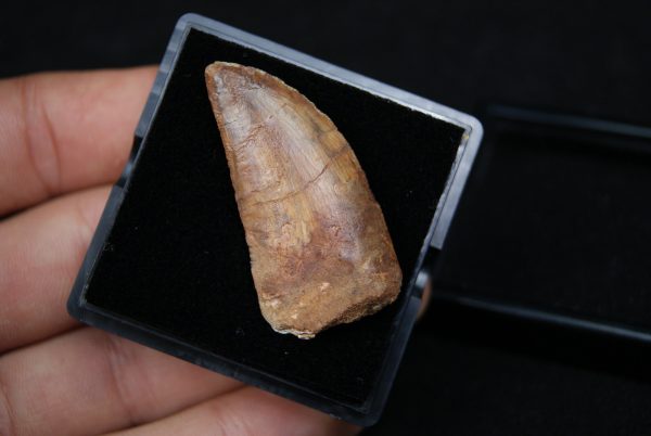 Carcharodontosaurus saharicus