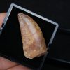 Carcharodontosaurus saharicus