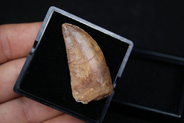 Carcharodontosaurus saharicus