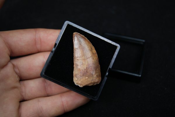 Carcharodontosaurus saharicus