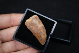 Carcharodontosaurus saharicus