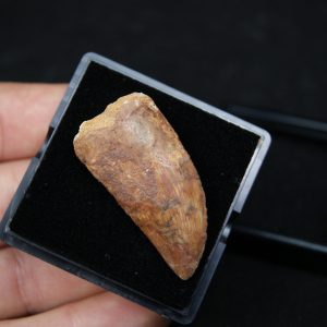 Carcharodontosaurus saharicus