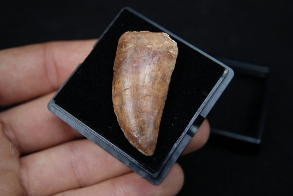 Carcharodontosaurus saharicus