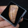 Carcharodontosaurus saharicus