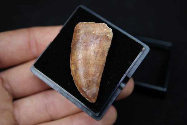 Carcharodontosaurus saharicus