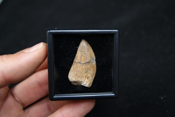 Carcharodontosauus saharicus