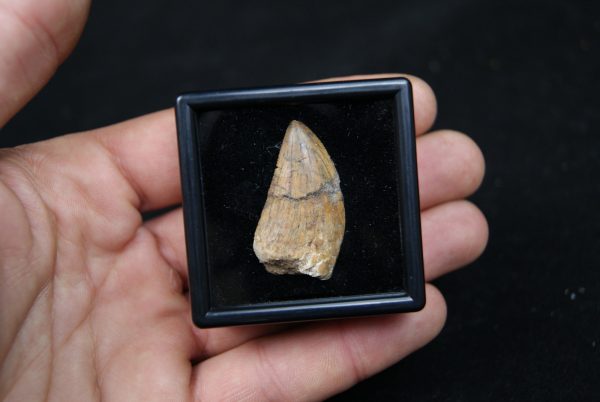 Carcharodontosauus saharicus