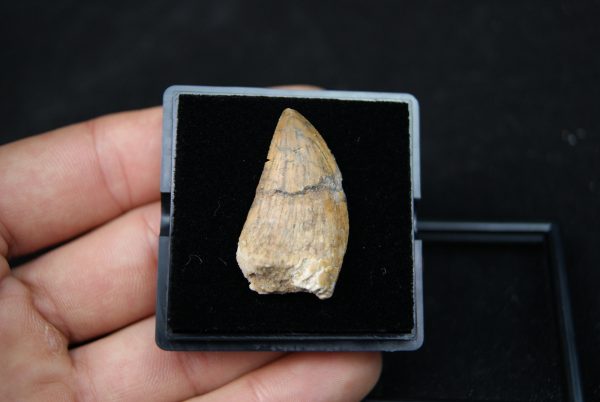Carcharodontosauus saharicus