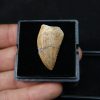 Carcharodontosauus saharicus