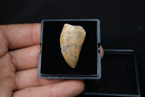 Carcharodontosauus saharicus