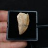 Carcharodontosauus saharicus