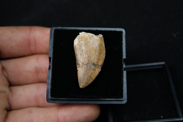 Carcharodontosauus saharicus