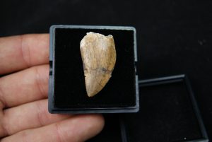 Carcharodontosauus saharicus